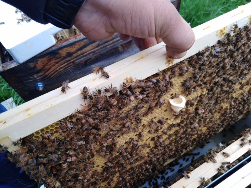 1ère division et introduction d’une cellule royale
